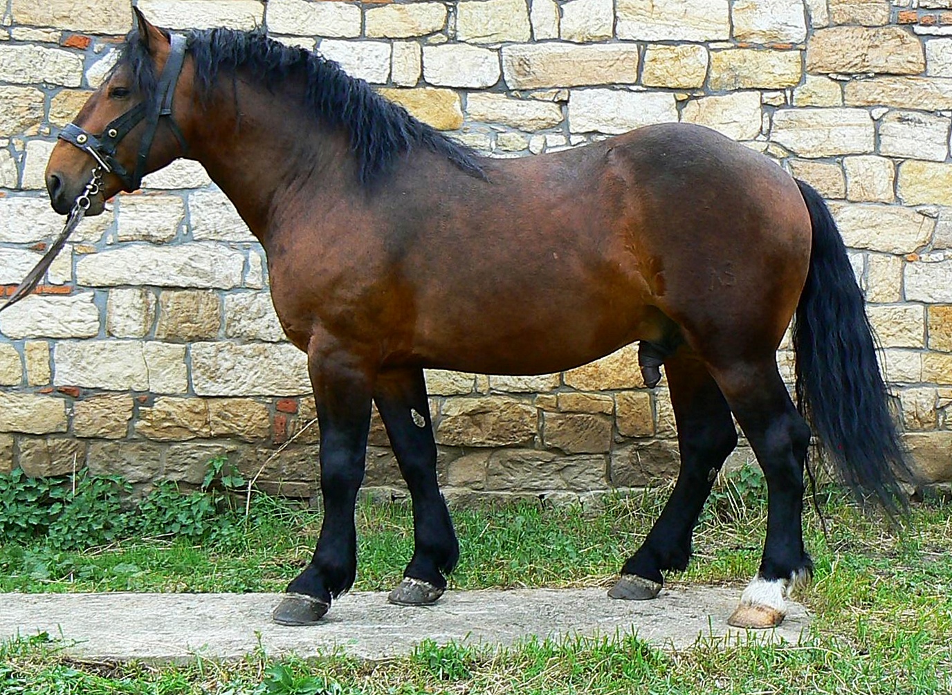 1331 Sargon