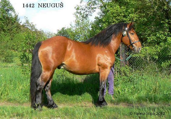 1442 Neuguš