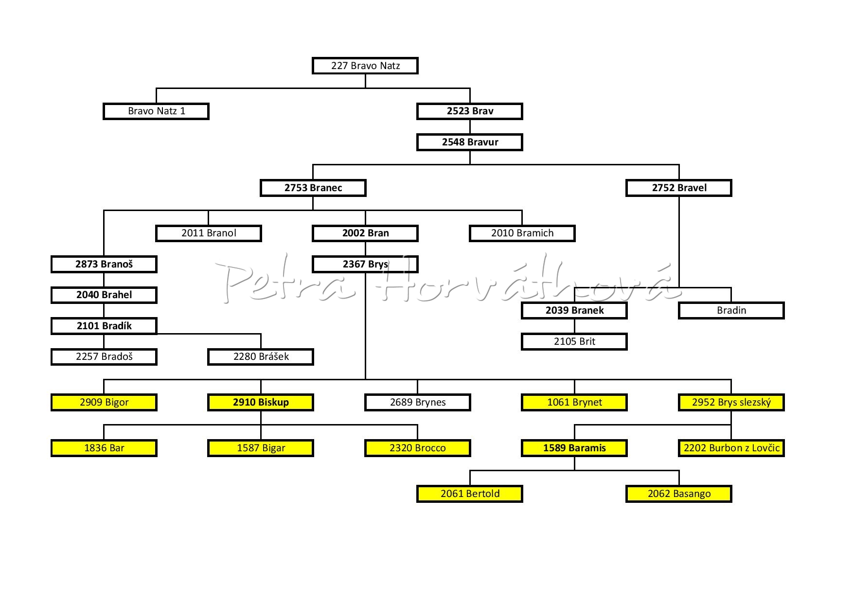 Genealogie samčí linie B