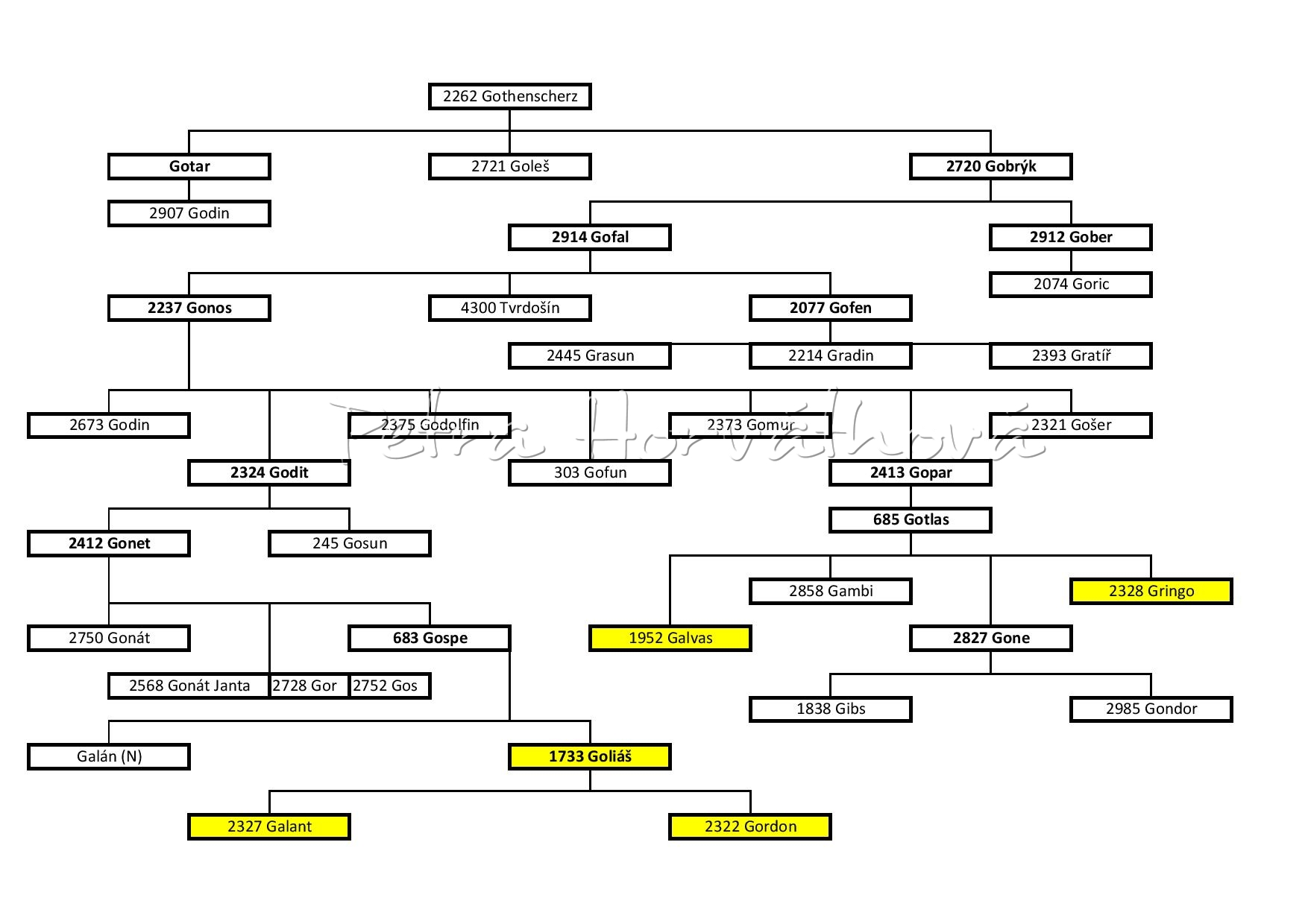 Genealogie samčí linie G