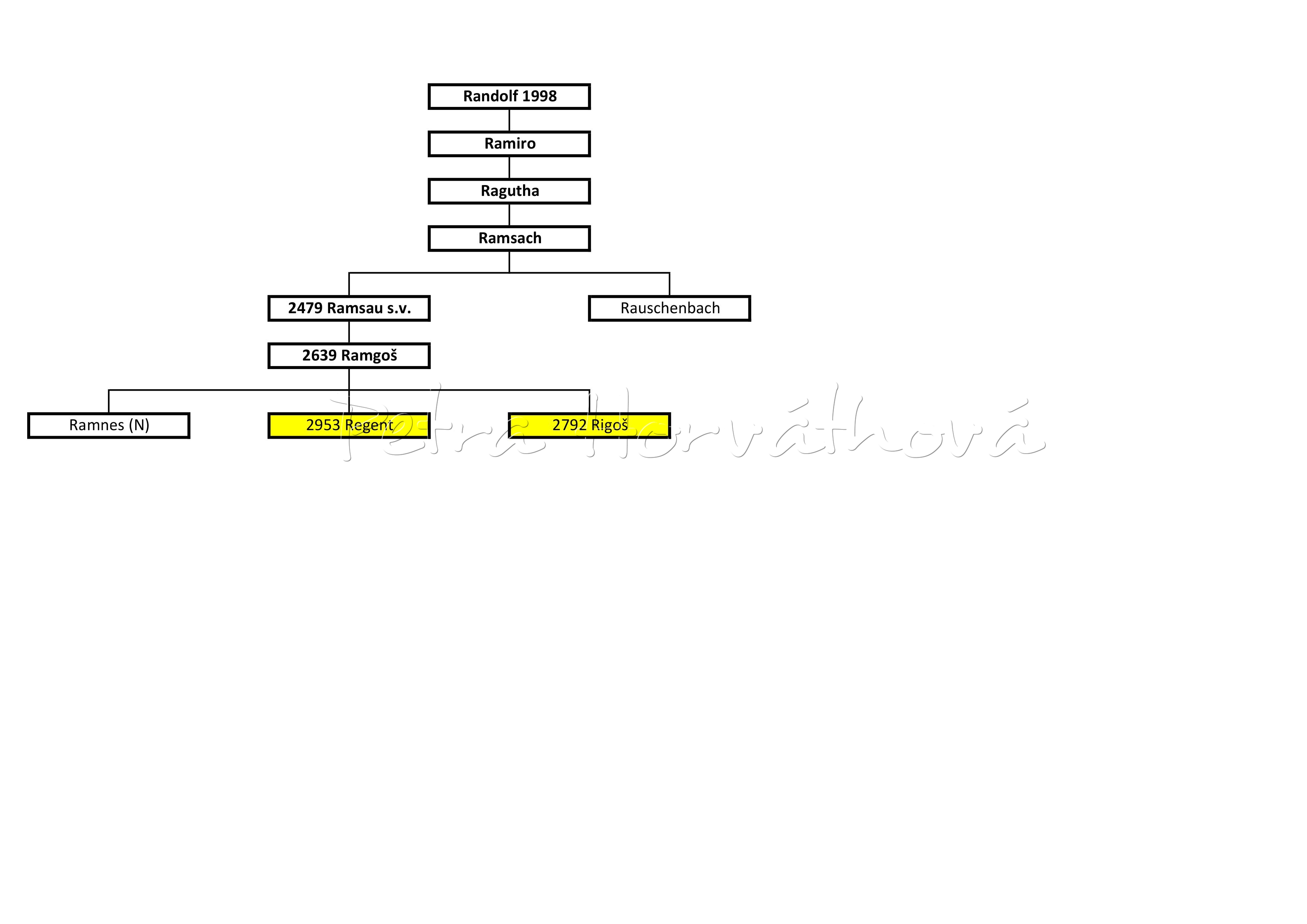 Genealogie samčí linie Randolf