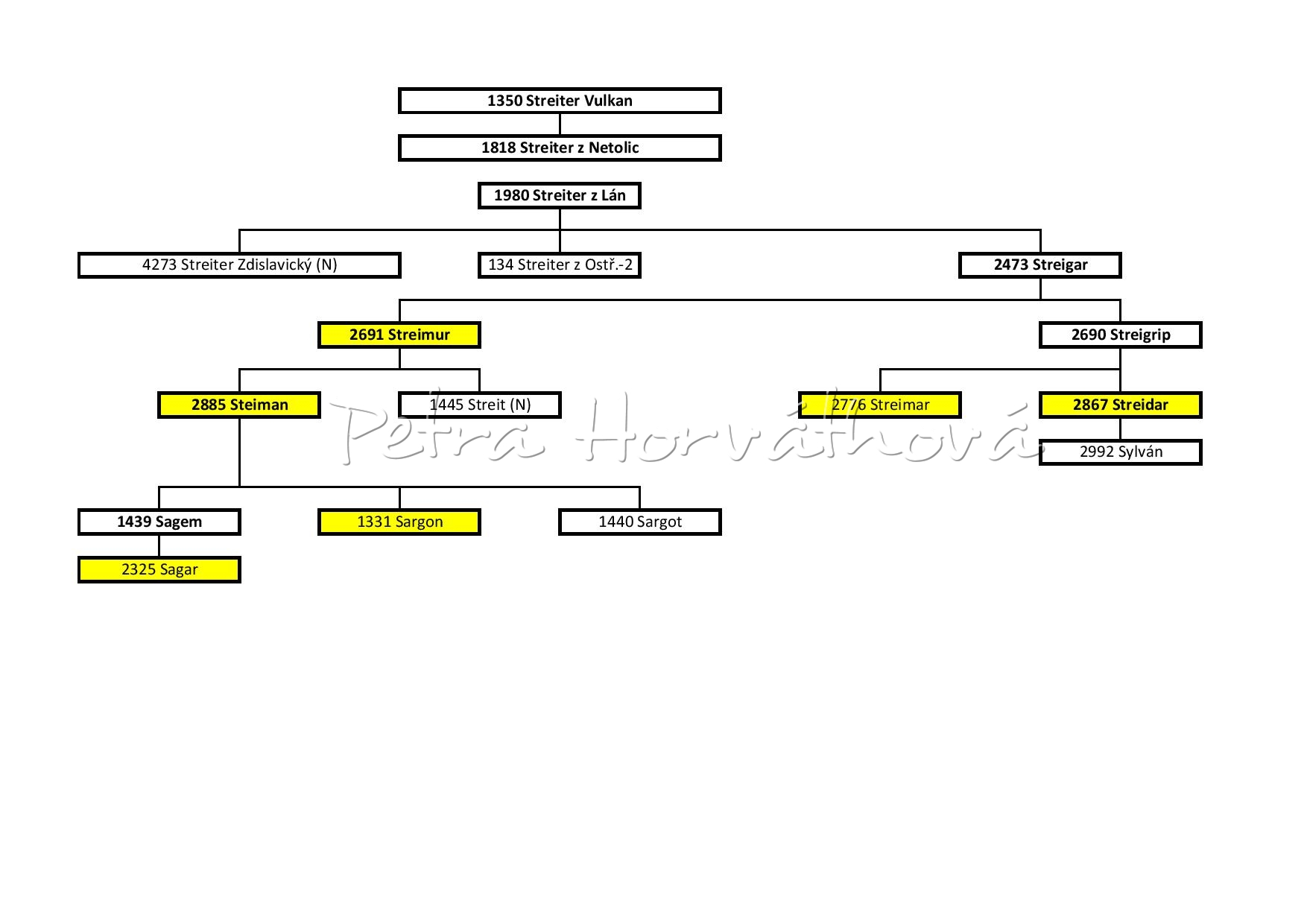 Genealogie samčí linie S