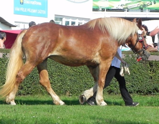 49/228 Montana Eldorádo