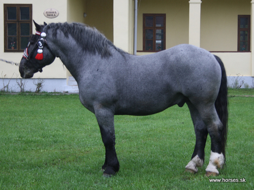 4641 Saša