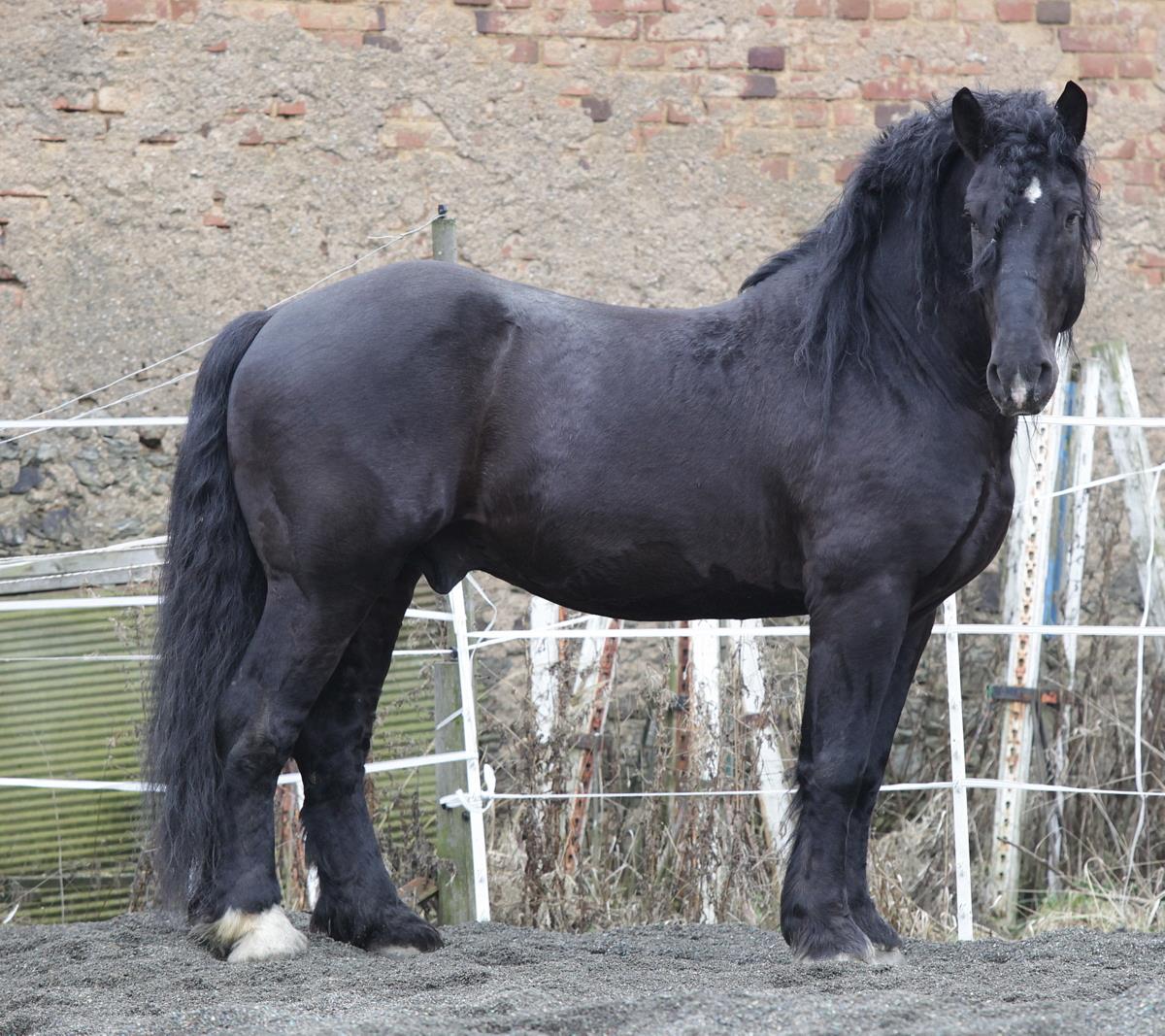 1441 Nero bečvanský