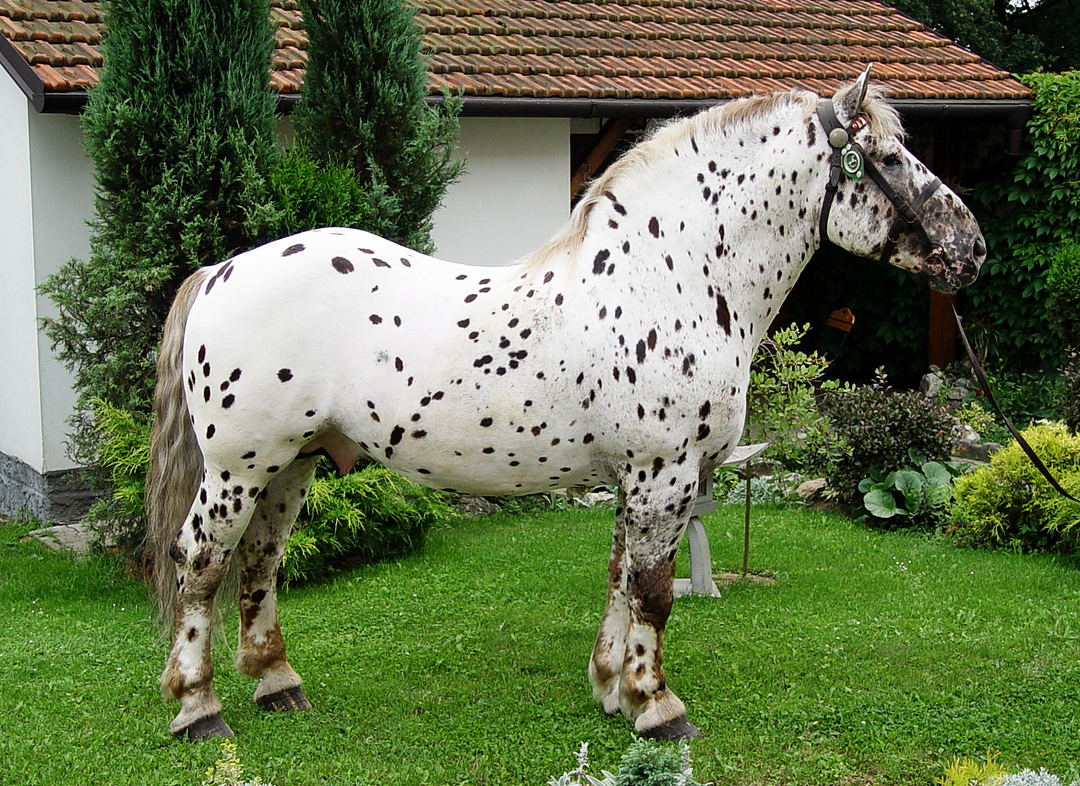 2774 Navar