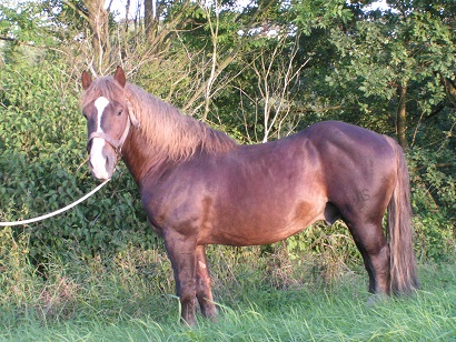 1336 Nefrit