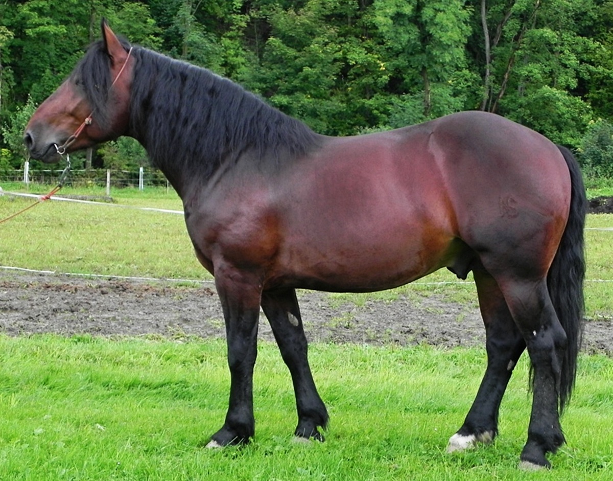 1957 Nerouš